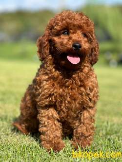 Enfes Red Brown Toy Poodle Yavrularımız 2