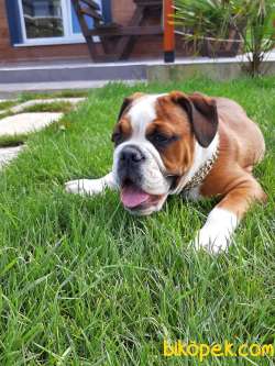 ENGLİSH BULLDOG YAVRU 3