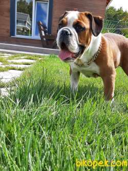 ENGLİSH BULLDOG YAVRU 2