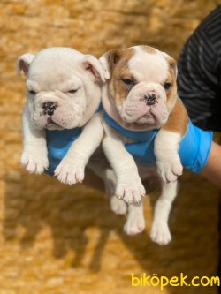 ENGLİSH BULLDOG YAVRULARI 1