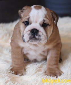 SAFKAN ENGLISH BULLDOG YAVRULARIMIZ 2