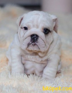 SAFKAN ENGLISH BULLDOG YAVRULARIMIZ 4