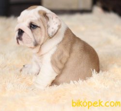 SAFKAN ENGLISH BULLDOG YAVRULARIMIZ 1