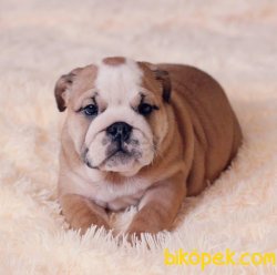 SAFKAN ENGLISH BULLDOG YAVRULARIMIZ 3