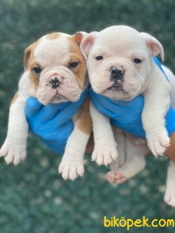 ENGLISH BULLDOG YAVRULARIMIZ 2