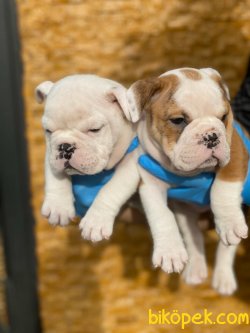 ENGLİSH BULLDOG YAVRULARIMIZ 3
