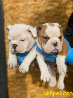 ENGLİSH BULLDOG YAVRULARIMIZ 2
