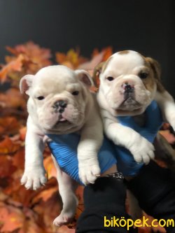 ENGLİSH BULLDOG YAVRULARIMIZ 1