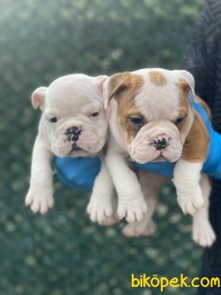 ENGLISH BULLDOG YAVRULARIMIZ 1