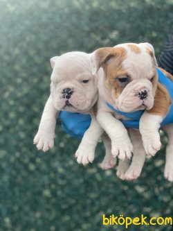 ENGLISH BULLDOG YAVRULARIMIZ 2