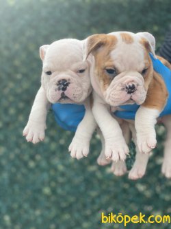 ENGLISH BULLDOG YAVRULARIMIZ 3