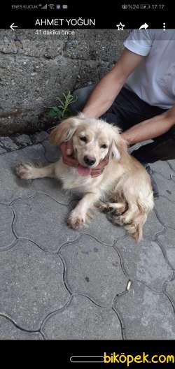 ENGLİSH COCKER 3
