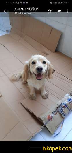 ENGLİSH COCKER 2