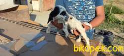 English Setter Yavruları 3 Erkek 2 Dişi 5
