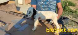 English Setter Yavruları 3 Erkek 2 Dişi 4