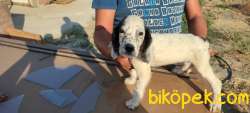 English Setter Yavruları 3 Erkek 2 Dişi 2