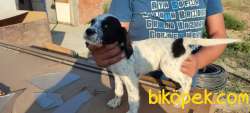 English Setter Yavruları 3 Erkek 2 Dişi 3