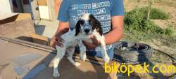 English Setter Yavruları 3 Erkek 2 Dişi 1