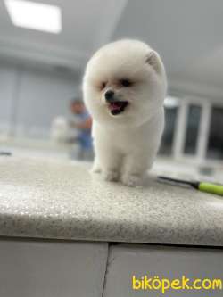 Erkek 2,5 Aylık Kartopu Pomeranian BOO Yavrumuz 3
