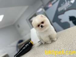 Erkek 2,5 Aylık Kartopu Pomeranian BOO Yavrumuz 1