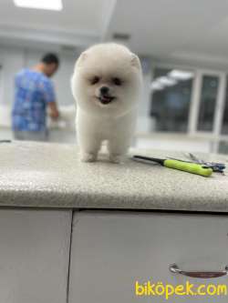 Erkek 2,5 Aylık Kartopu Pomeranian BOO Yavrumuz 2