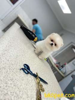 Erkek 2,5 Aylık Kartopu Pomeranian BOO Yavrumuz 5