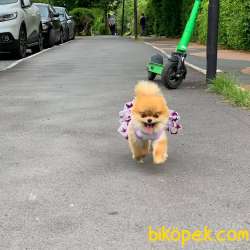 Erkek 2,5 Aylık Kartopu Pomeranian BOO Yavrumuz 1