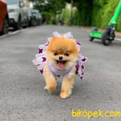 Erkek 2,5 Aylık Kartopu Pomeranian BOO Yavrumuz 2