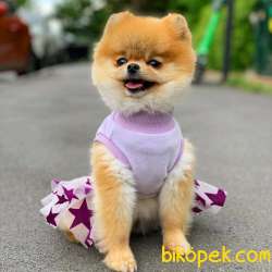 Erkek 2,5 Aylık Kartopu Pomeranian BOO Yavrumuz 3