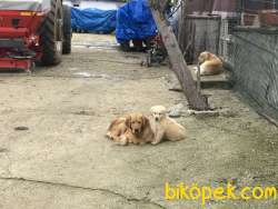 Erkek 2 Buçuk Aylık Golden Yavrusu 4