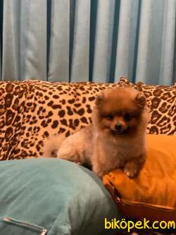 Erkek 7 Aylık Pomeranian 3