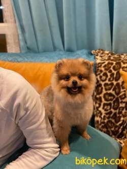 Erkek 7 Aylık Pomeranian 2