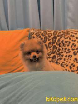 Erkek 7 Aylık Pomeranian 1