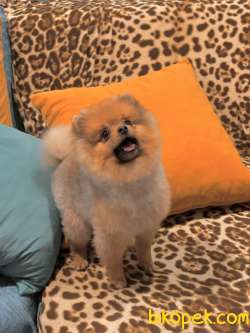 Erkek 7 Aylık Pomeranian 4