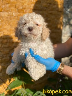 ERKEK APRICOT POODLE YAVRUMUZ 1