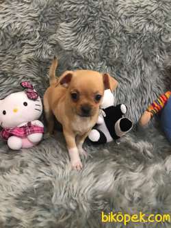 Erkek Bebek Chihuahua 5