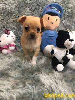Erkek Bebek Chihuahua 3