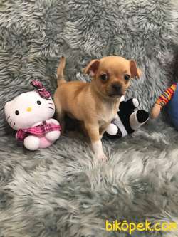 Erkek Bebek Chihuahua 2