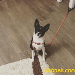 Erkek Black Tan Cihuhuha 3