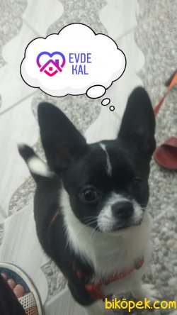 Erkek Black Tan Cihuhuha 1