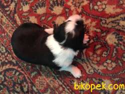 ERKEK BORDER COLLİE YAVRULAR 2