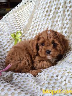 ERKEK CAVAPOO 2