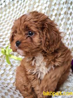 ERKEK CAVAPOO 1