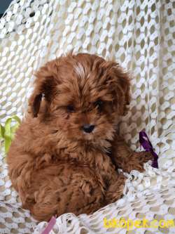 ERKEK CAVAPOO 3