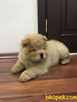 Erkek Chow Chow 4