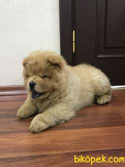 Erkek Chow Chow 3