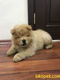 Erkek Chow Chow 1
