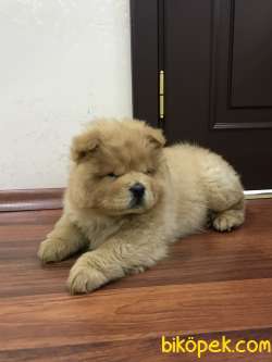 Erkek Chow Chow 2