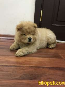Erkek Chow Chow 5