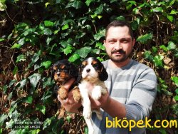 Erkek Dişi Cavalier Yavrularımız 1